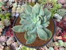 Echeveria 'Luella' Variegated 5" Large Succulent Plant