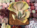 Echeveria 'Gigantea' Variegated 2"-3" Succulent Plant