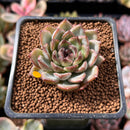 Echeveria 'Black Stone' 1" Succulent Plant
