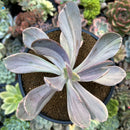 Echeveria 'Pampoteus' Variegated 4" (Not Jocelyn's Joy Variegated) Succulent Plant