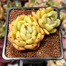 Echeveria 'Monroe Chanel' 2" Cluster Succulent Plant