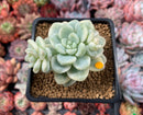 Sedum 'Clavatum' Variegated 3" Succulent Plant