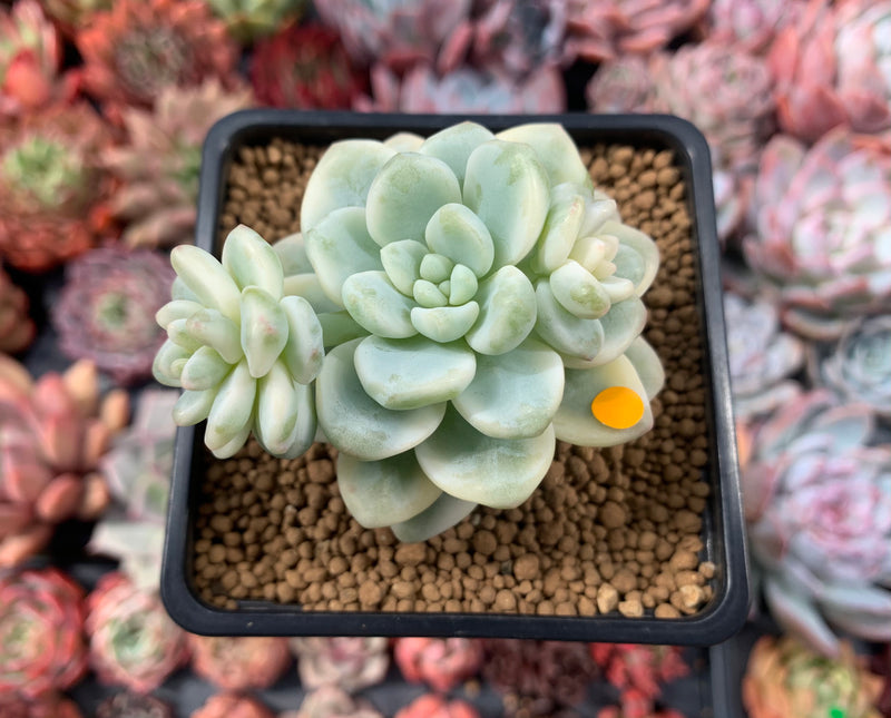 clavatum succulent Sedum 'Clavatum' Variegated 3" Succulent Plant