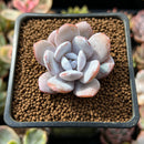 Echeveria 'Laui' 1" Powdery Succulent Plant