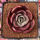 Echeveria 'Red Tan' 2" Succulent Plant
