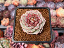 Echeveria 'Red Velvet' 2" Succulent Plant