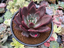 Echeveria 'Purple Champaign' 4" Succulent Plant