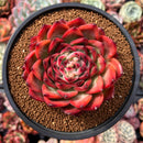 Echeveria Agavoides 'Fire Pillar' 5" Succulent Plant