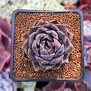 Echeveria 'Black Cave' 2" New Air Magic Hybrid Succulent Plant