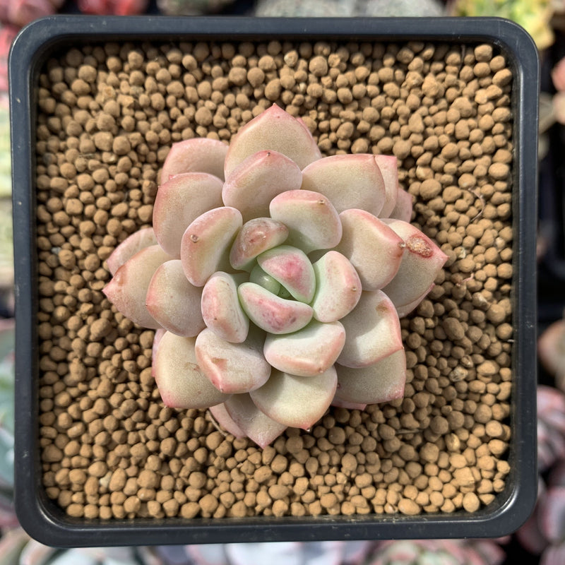 elaine succulent Pachyveria 'Elaine Reinelt' 1" Small Succulent Plant – True Succulents Plant Co