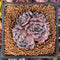 Echeveria 'Wiz Beauty' 1"-2" Cluster New Hybrid Succulent Plant