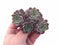 Echeveria Sarahime Cluster 3" Rare Succulent Plant