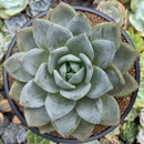 Echeveria 'German Champaign' 5" Large Succulent Plant