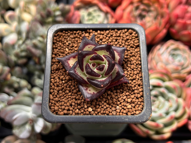 Echeveria Agavoides 'Black Ebony' 1