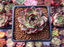 Echeveria 'Blasino' 2" Succulent Plant