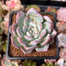 Echeveria 'Milk Rose' 2" Succulent Plant