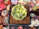 Echeveria 'Nicksana' Variegated 2" Succulent Plant
