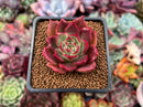 Echeveria 'Pink Fairy' 2" Succulent Plant