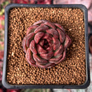 Echeveria 'Cats Eye' 1" New Hybrid Succulent Plant