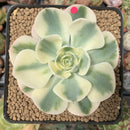Echeveria 'Compton Carousel' 3" Succulent Plant
