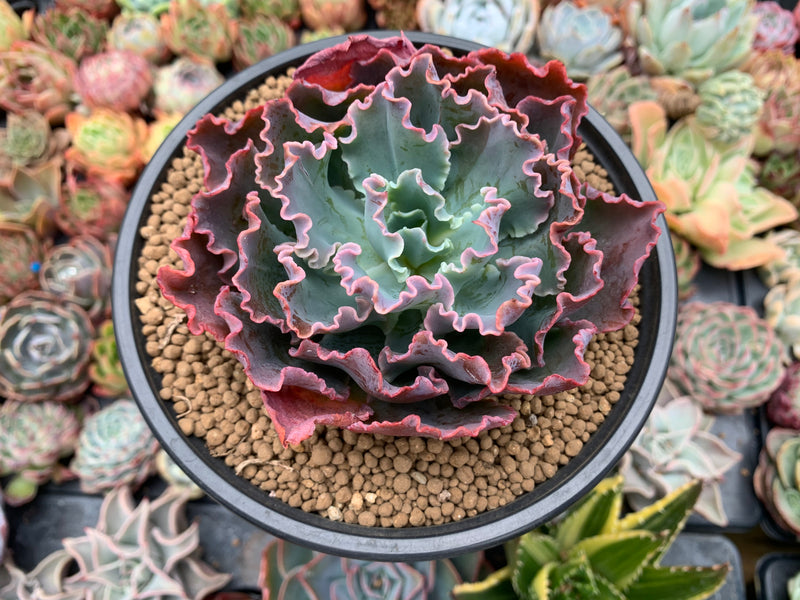 curly succulents for sale Echeveria 'Blue Curls' 4"-5" Succulent Plant – True Succulents Plant Co