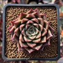 Echeveria 'Hwanhee' 1"-2" New 'Shani' Hybrid Succulent Plant