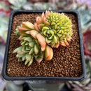 Echeveria 'Wine Peach' Crested 3" Succulent Plant