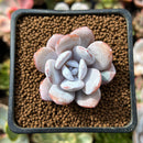 Echeveria 'Laui' 1" Powdery Succulent Plant