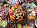 Echeveria Agavoides 'Water Lily' 2" Succulent Plant