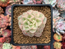 Sedeveria 'Rolly' Variegated 2"-3" Succulent Plant