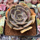 Echeveria 'Lolita' 3" Succulent Plant