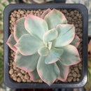 Echeveria 'Pink Harin' Variegated 1" Succulent Plant
