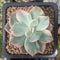 Echeveria 'Pink Harin' Variegated 1" Succulent Plant
