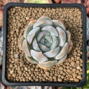 Echeveria sp. 1" Succulent Plant