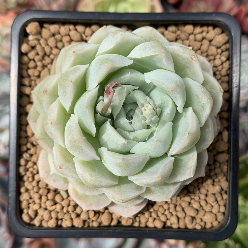 japanese succulents Echeveria 'Japanese Arba' 3" Succulent Plant – True Succulents Plant Co