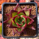 Echeveria Agavoides 'Montena' 2" Succulent Plant
