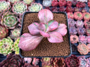 Echeveria 'Suyon Frill' Variegated 2" Succulent Plant