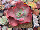 Echeveria 'Kattelra' Variegated 4" Rare Succulent Plant