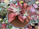 Echeveria 'Diamond State' Variegated 6-7" Large Cluster Succulent Plant
