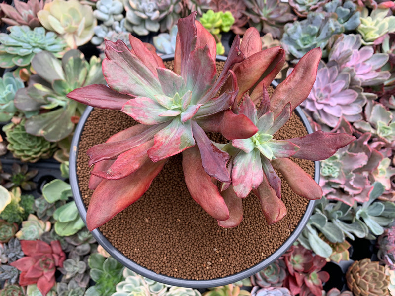 Echeveria 'Diamond State' Variegated 6-7