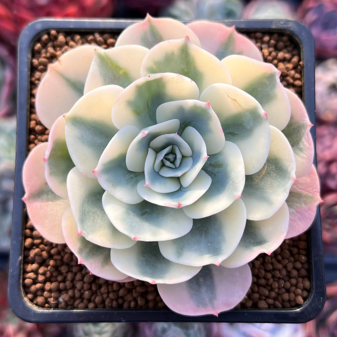 Echeveria 'Compton Carousel' AKA Echeveria 'Lenore Dean'
