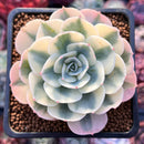 Echeveria 'Compton Carousel' 2"-3" Succulent Plant