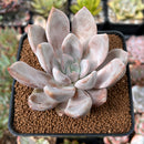 Echeveria 'Jin-Joo-Hee' 2"-3" Powdery Succulent Plant