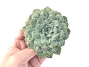 Echeveria 'Hearts Choice' 5" Highly Carunculated Succulent Plant