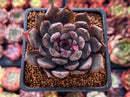 Echeveria 'Purple Zaragoza' 2" Succulent Plant