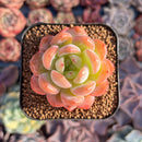 Echeveria 'Star Mark' 1" Succulent Plant