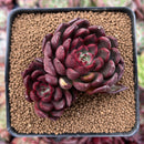Echeveria Agavoides 'Red Bell' 3" Succulent Plant