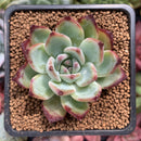 Echeveria 'Ratam' 2" Succulent Plant