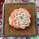 Echeveria 'Icy green' x 'Monroe' 2" Succulent Plant