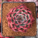 Echeveria Agavoides 'Fire Pillar' 3" Succulent Plant